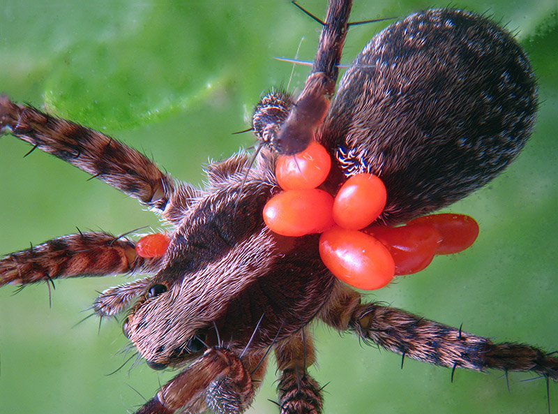 Piccoli Lycosidae:  Pardosa sp.  - Albizzate (VA)